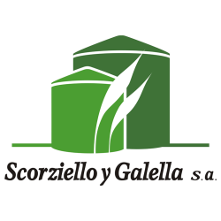 scorziello